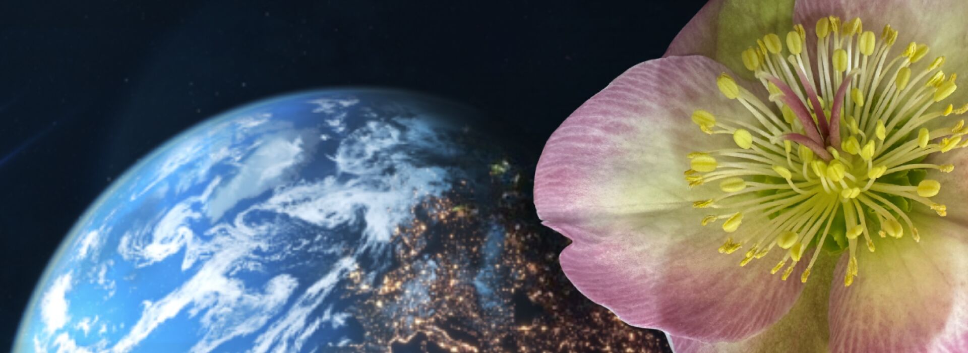 Florint, the florist associations of the world